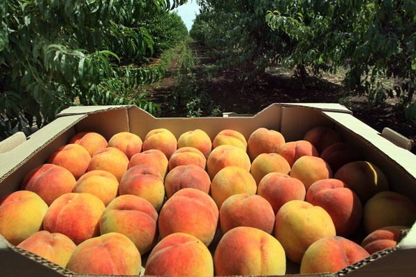 AGRICULTURAL TOUR